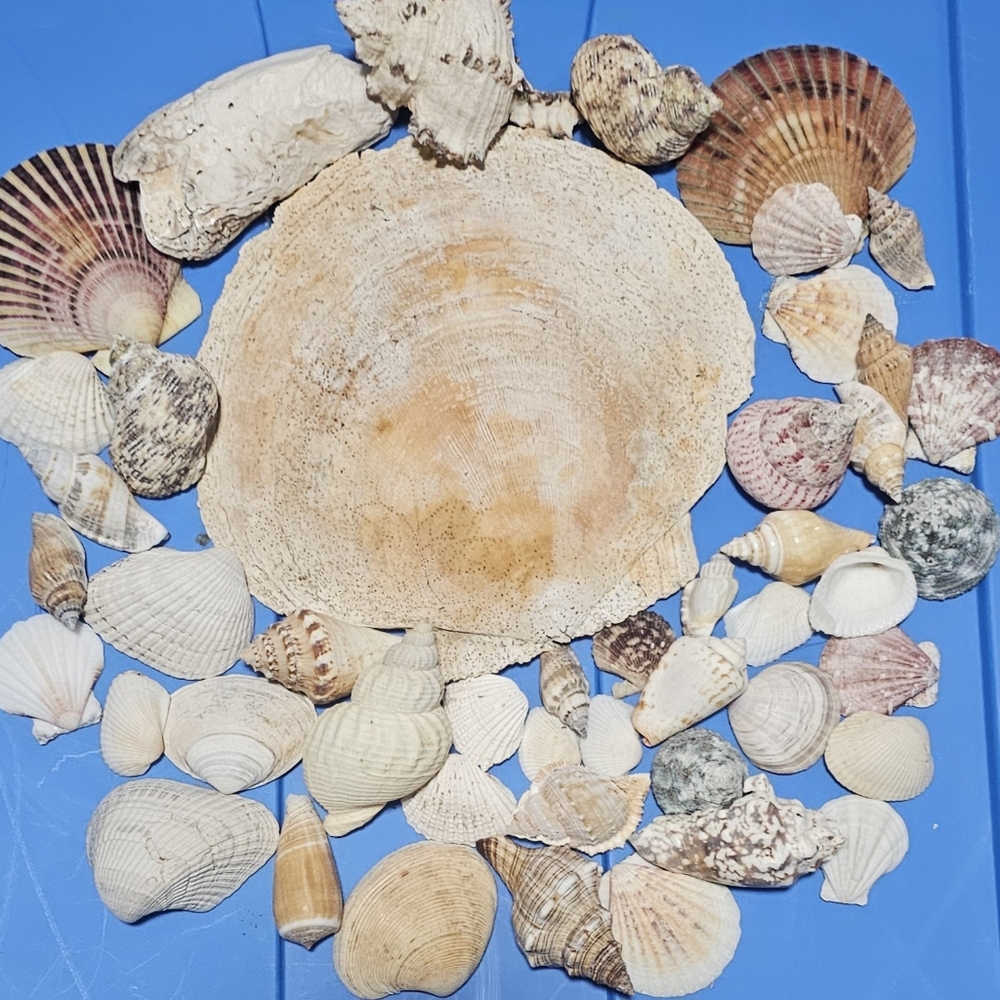 Lot of Seasheĺls!!